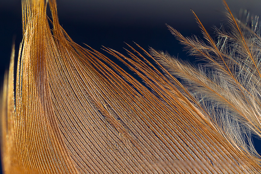 feather stack v2_hp 43G6010