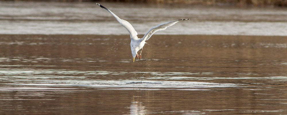 a a Gull dive cf 2 16_v1DIVE all series_43G5512