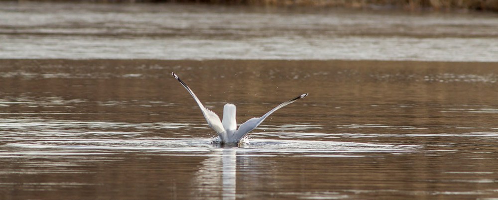 a b RB Gull dive cf 2 16_v1DIVE all series_43G5512