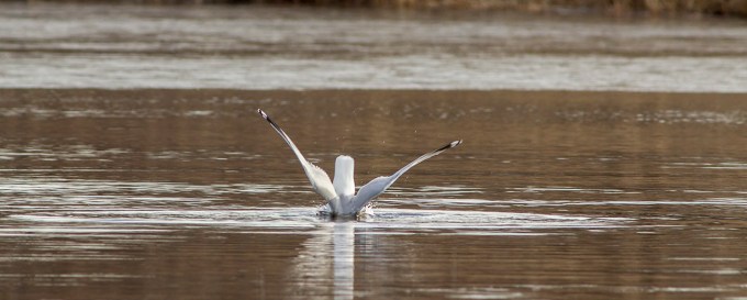 a b RB Gull dive cf 2 16_v1DIVE all series_43G5512