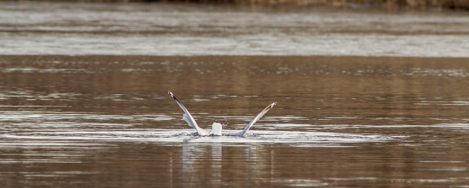a c RB Gull dive cf 2 16_v1DIVE all series_43G5512