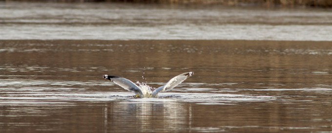 a d RB Gull dive cf 2 16_v1DIVE all series_43G5512