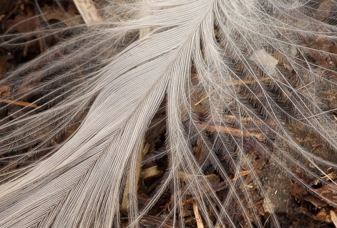 Feather on Path v2 detail_43G4365