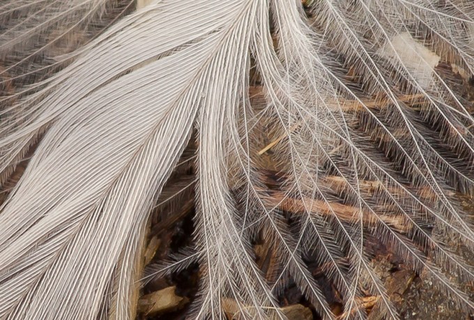 Feather on Path v3 detail_43G4365