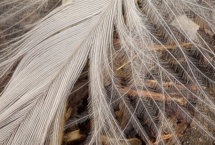 Feather on Path v3 detail_43G4365