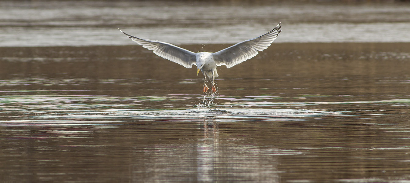 RB Gull cf 2 16_v2 pano_43G5511