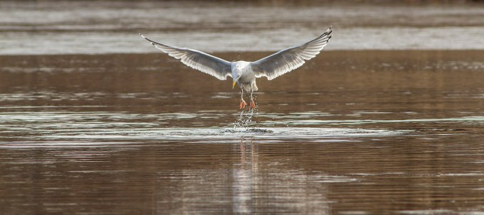 RB Gull cf 2 16_v2 pano_43G5511