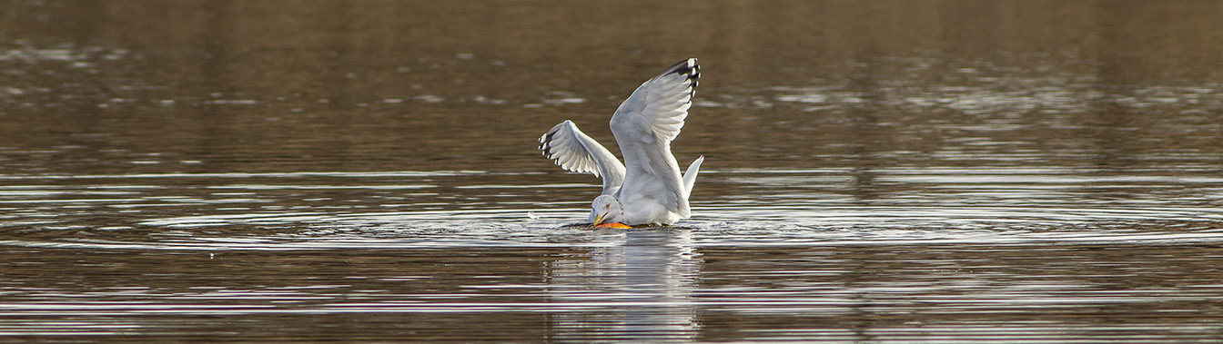 RB Gull w carp cf 2 16_v2 pano_43G5502