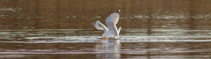 RB Gull w carp cf 2 16_v2 pano_43G5502