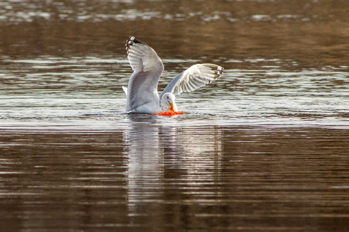 RB Gull w carp cf 2 16_v2_43G5415