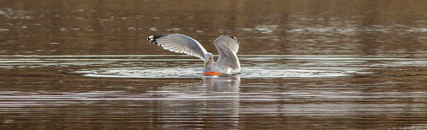 RB Gull w carp cf 2 16_v2_43G5488