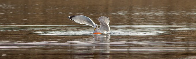 RB Gull w carp cf 2 16_v2_43G5488