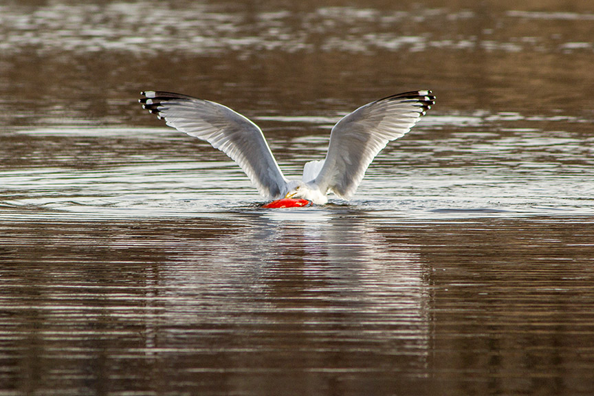 RB Gull w carp cf 2 16_v3_43G5405