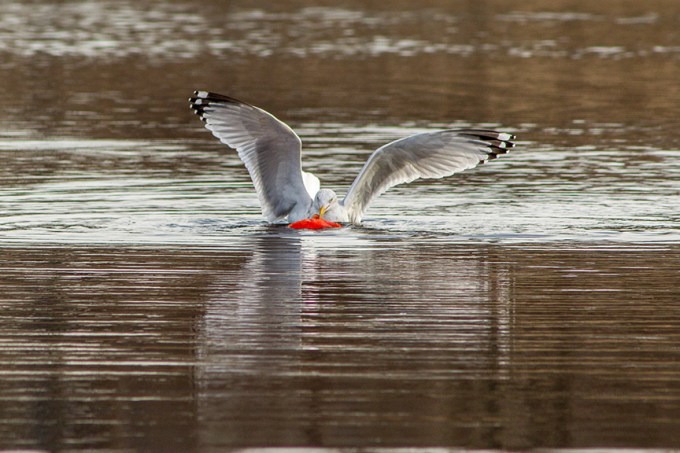 RB Gull w carp cf 2 16_v3_43G5407