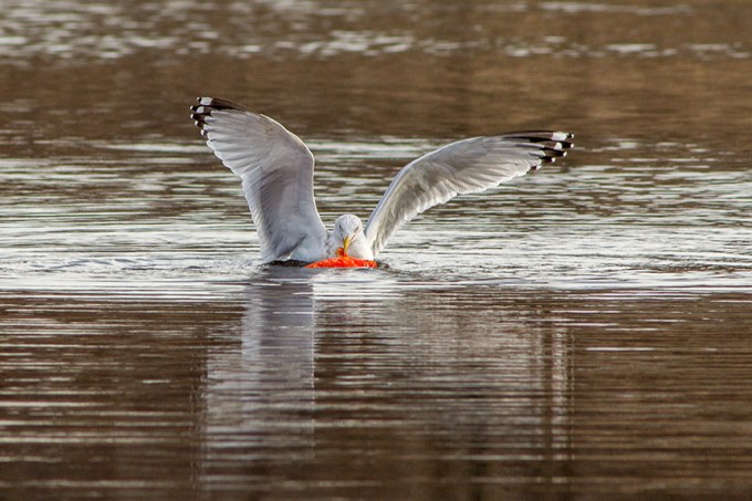 RB Gull w carp cf 2 16_v3_43G5411