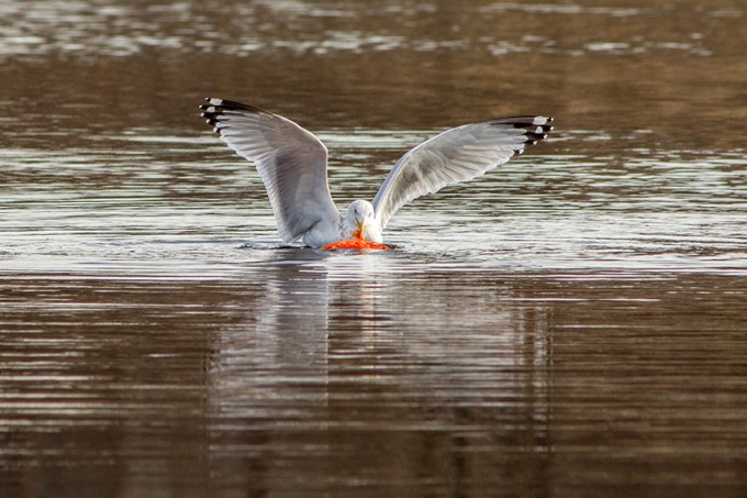 RB Gull w carp cf 2 16_v3_43G5412