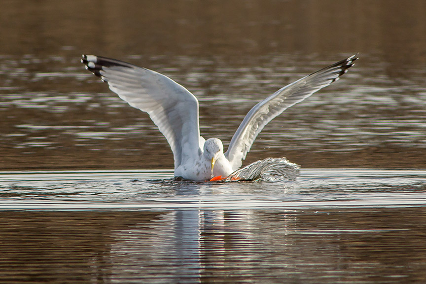 RB Gull w carp cf 2 16_v3_43G5452