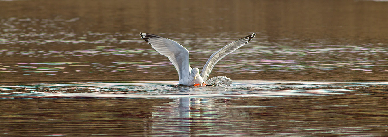 RB Gull w carp cf 2 16_v6 pano_43G5452
