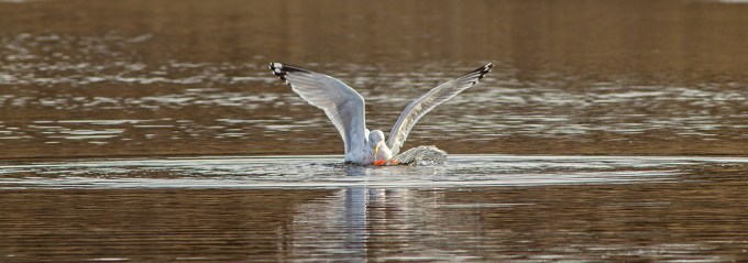 RB Gull w carp cf 2 16_v6 pano_43G5452