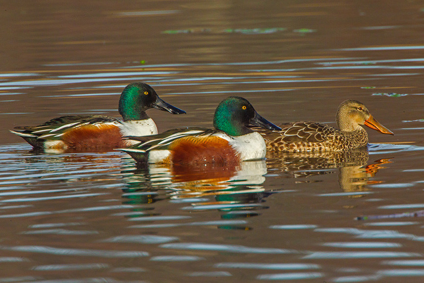 Shoveler Ducks v1_43G2434-2