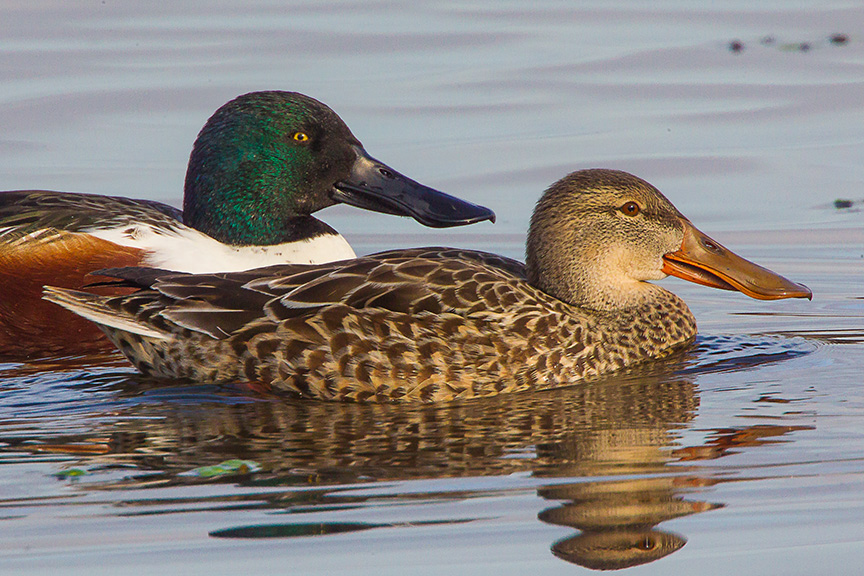 Shovelers v1 cf_43G2679