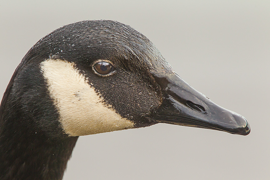 canada goose cf v1 2016_43G6327