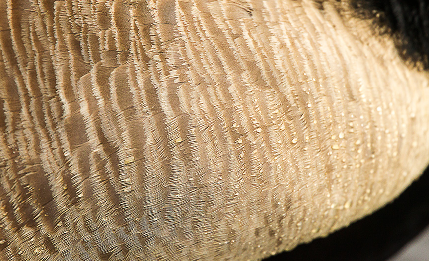 canada goose closeup v1_43G6312