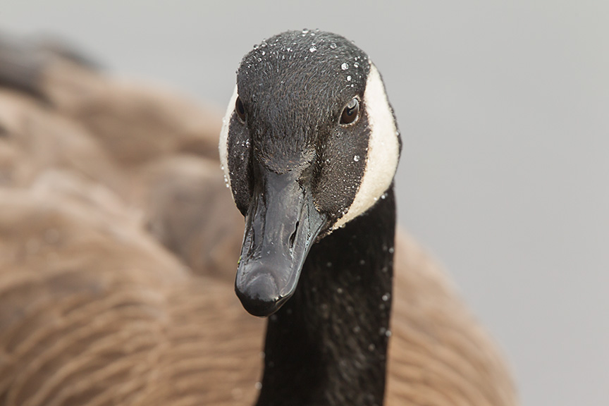 canada goose portrait cf 2016 v1_43G6289