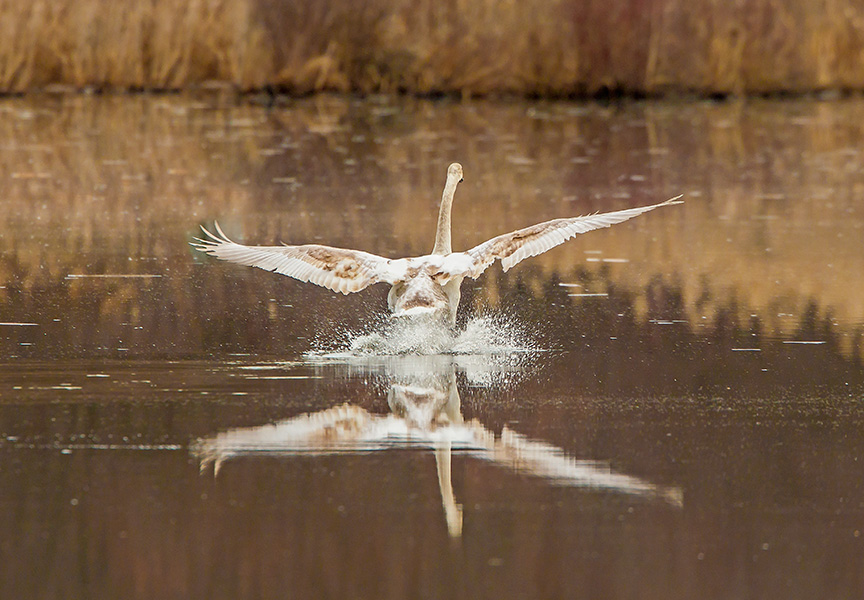 cf 2016 adjust mute swan immat v2_43G6135