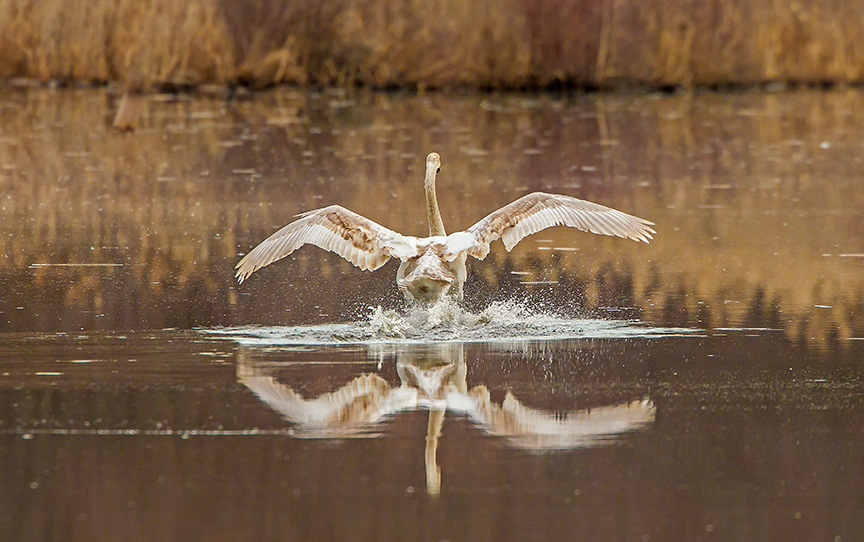 cf 2016 adjust mute swan immat v3 _43G6136