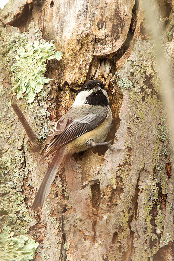 chickadee nest v1 3 2016_43G5956