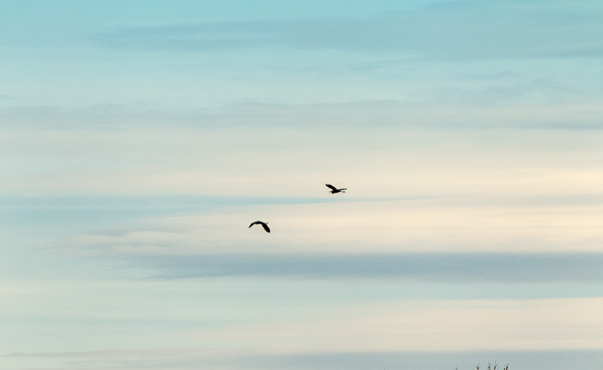 _GBH AM FLYOFF v143G6502