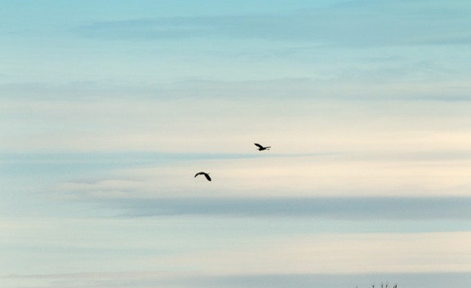 _GBH AM FLYOFF v143G6502