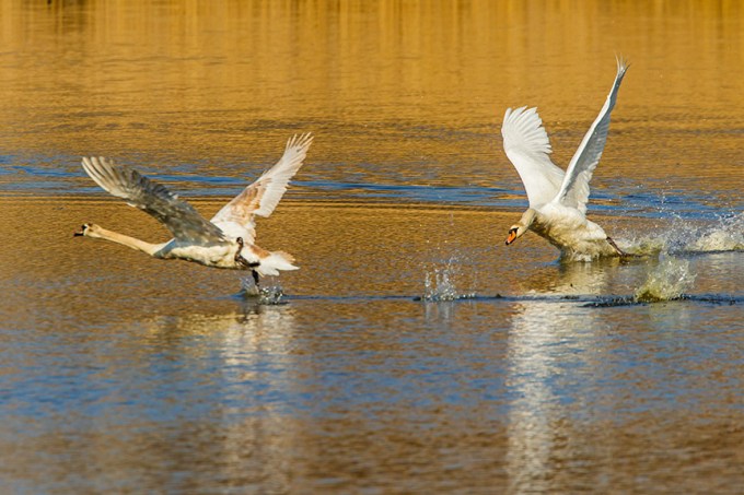 mute swan chase cf v1_43G6898