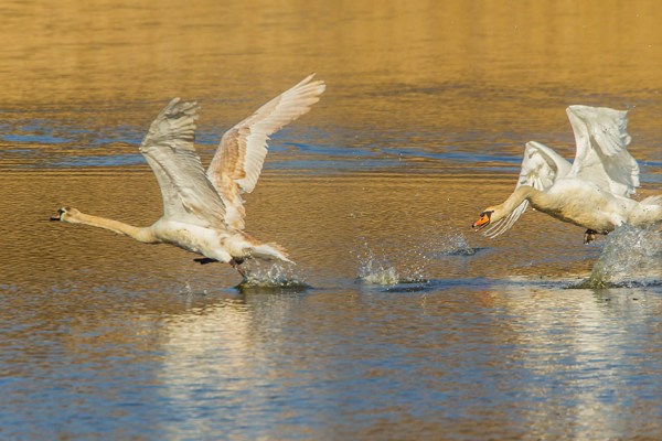 mute swan chase cf v2_43G6900