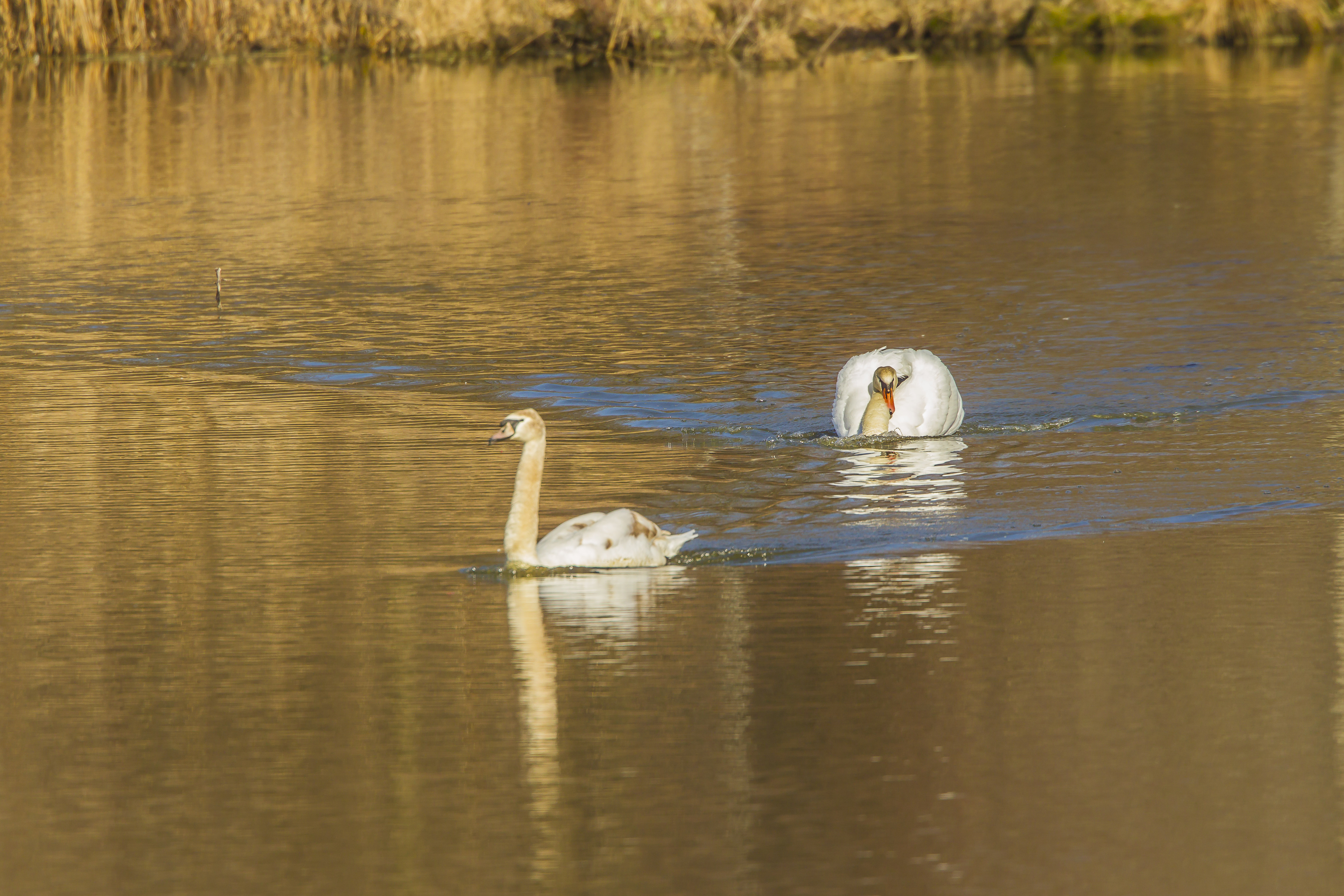 mute swan chase start cf v1 _43G6885