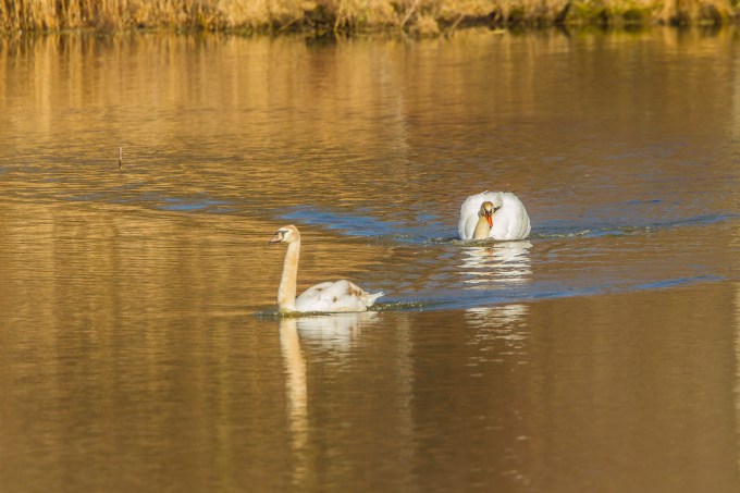 mute swan chase start cf v1 _43G6885
