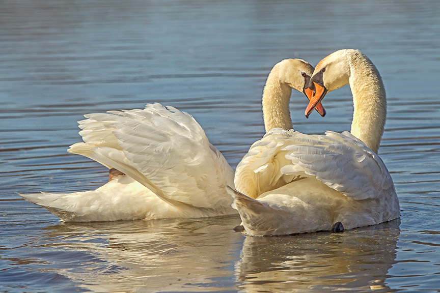 mute swans pair cf v3