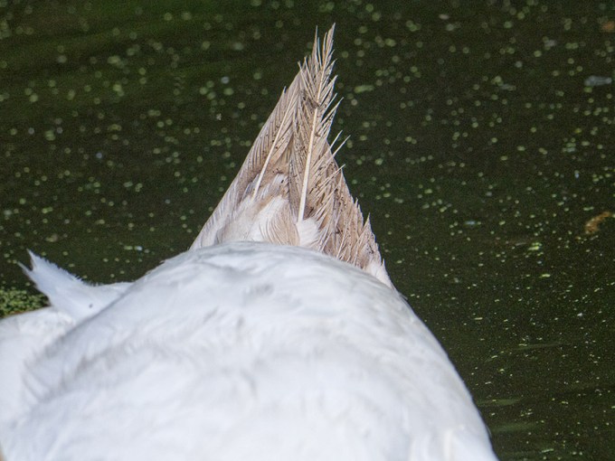 swan tail mcFaul_1330315 v1