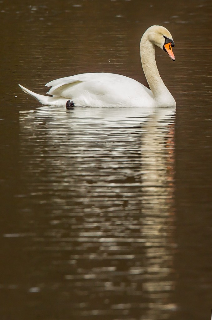 mute swan refection v1_43G7273-2