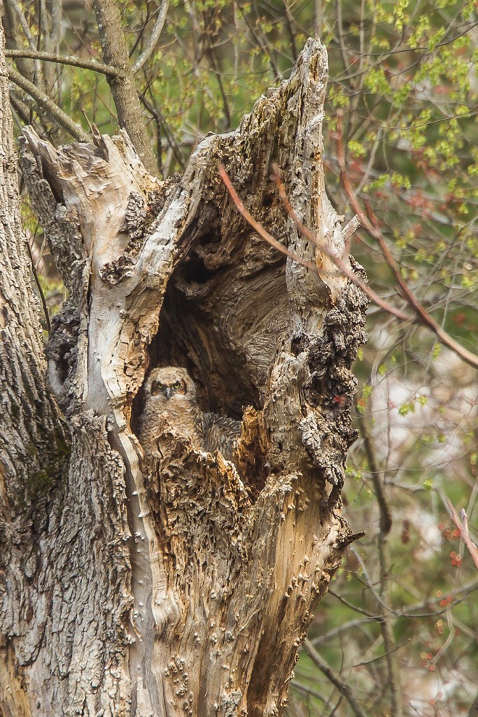 owls v2 mcfaul 2016_43G7012