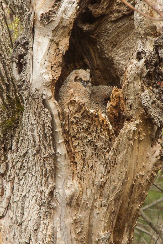 owls v2 mcfaul 2016_43G7046