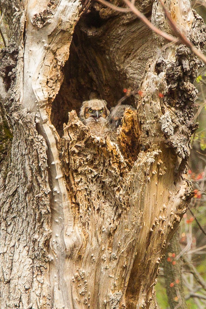 owls v2 mcfaul 2016_43G7580