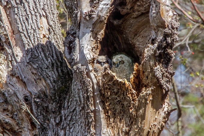 owls v2 mcfaul v2_MG_2155