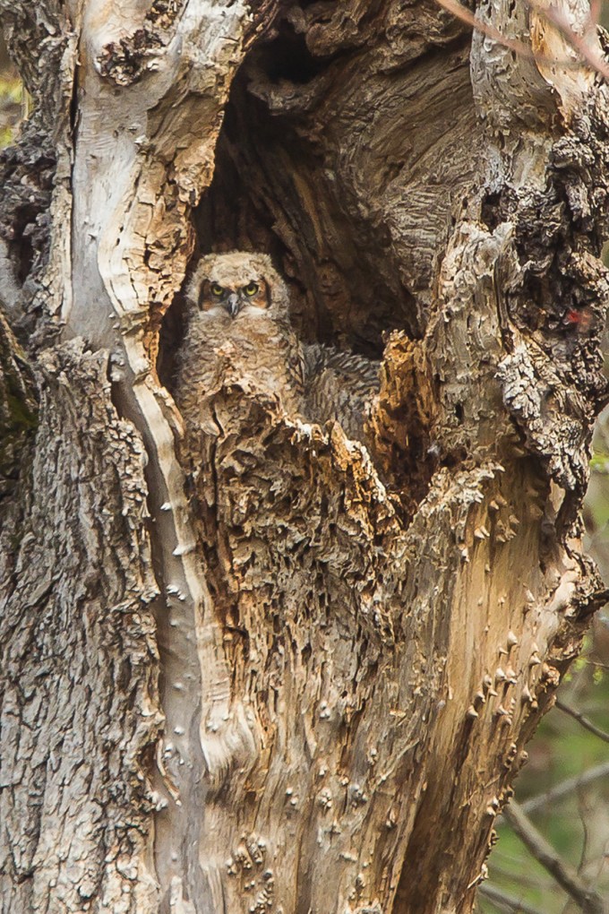 owls v3 mcfaul 2016_43G7012