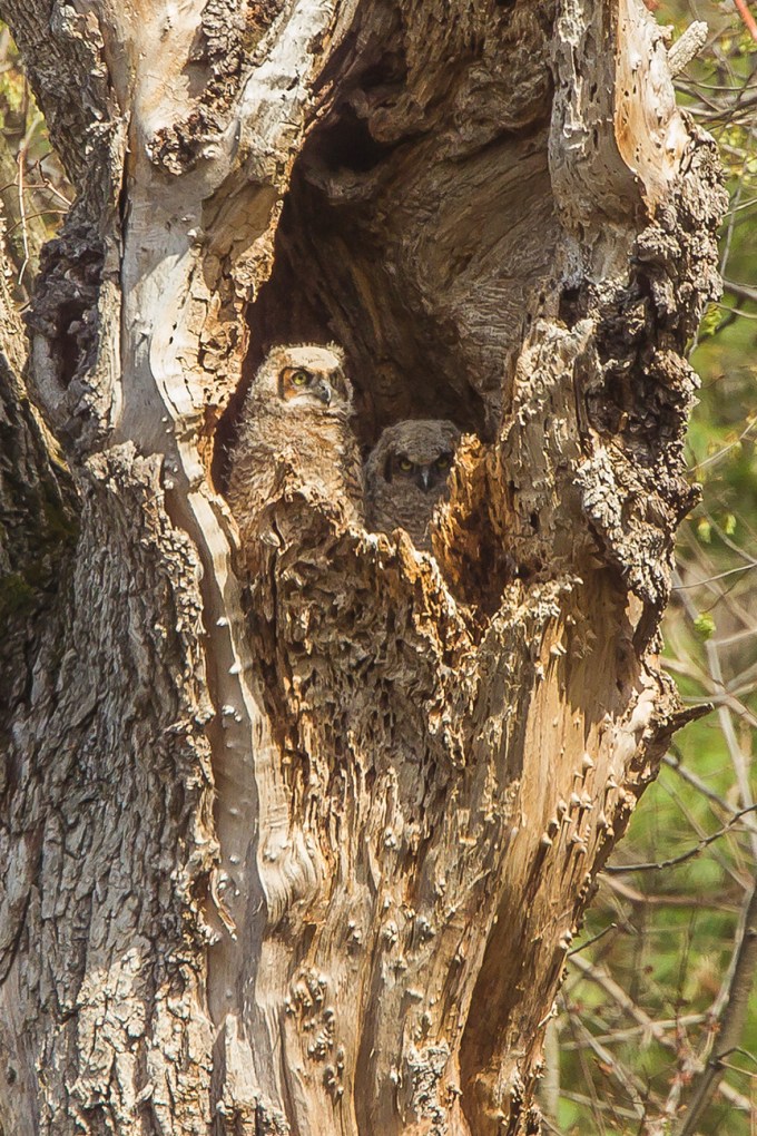 owls v4 mcfaul 2016_43G6965