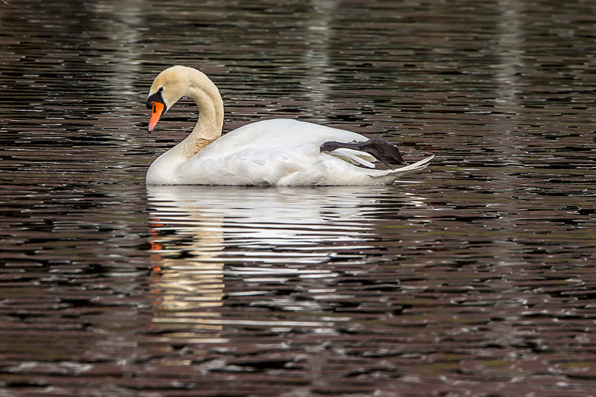 swan mute reflection v2_43G7330