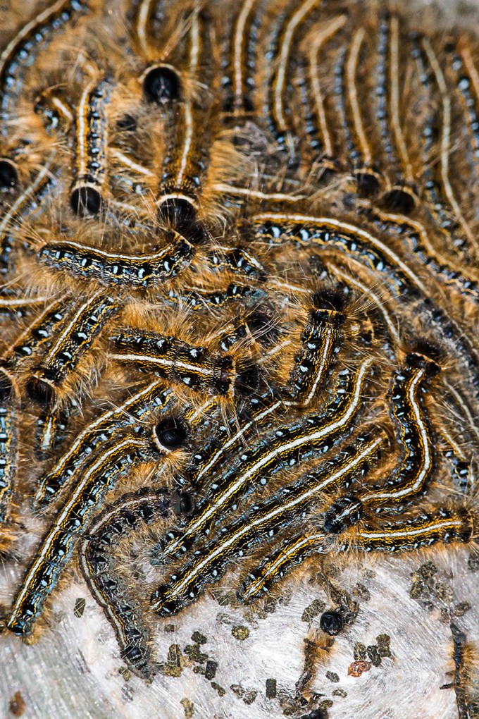caterpillar v2_MG_4299