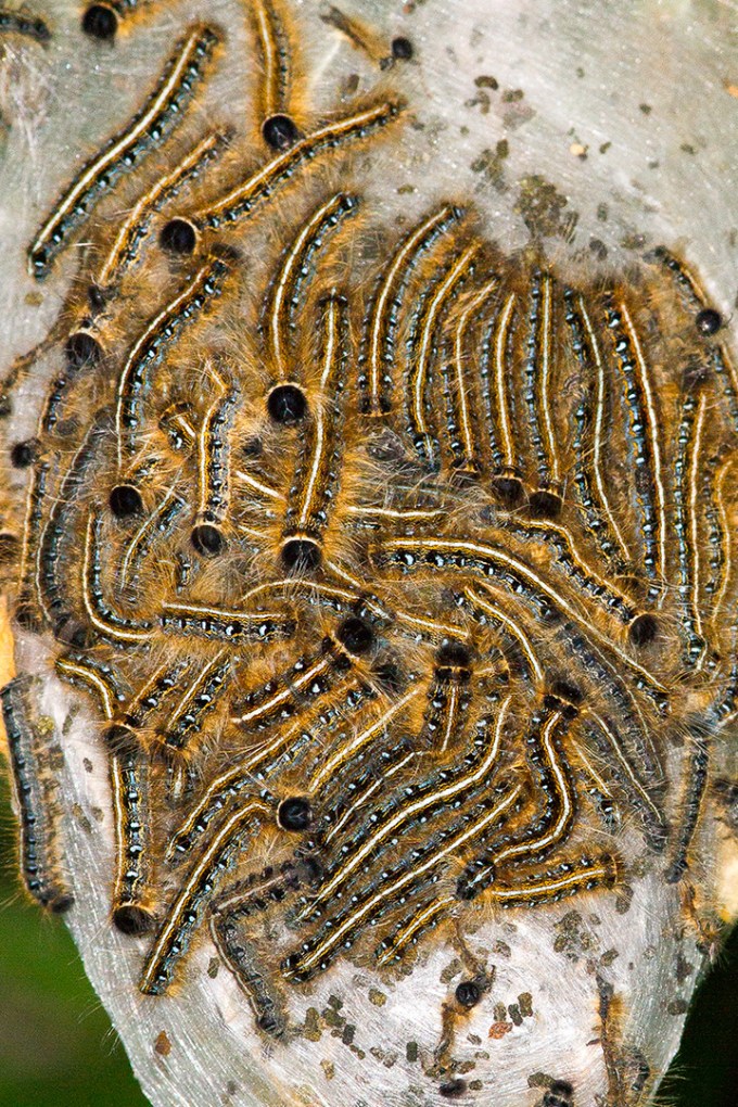 caterpillars v1_MG_4296 v1