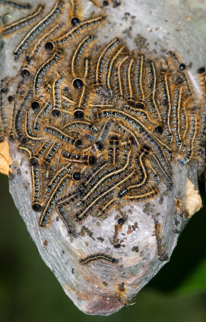 Caterpillars v4 2sht pano